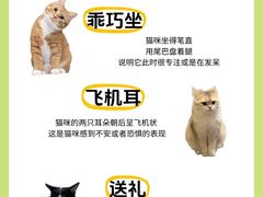 -翊宠yipet猫狗购宠庄园犬舍•猫舍