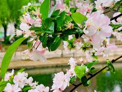 -海棠花溪(元大都城垣遗址公园)