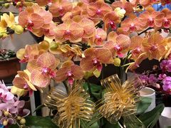 -双季花艺园艺市场(浦东店)