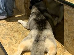 -Husky Go! 哈士奇体验馆·宠物咖啡厅狗咖