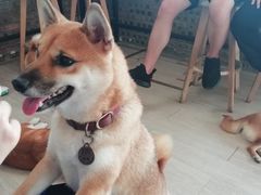 -柴犬高等学院·狗咖·柴犬售卖·宠物训练