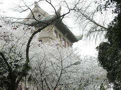 -武汉大学-樱园