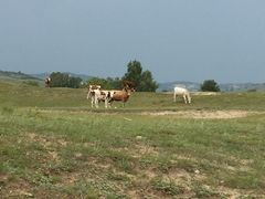 -塞罕坝国家级自然保护区