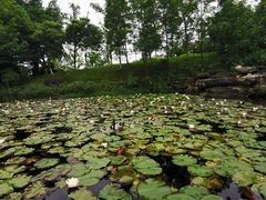 -铁山坪森林公园