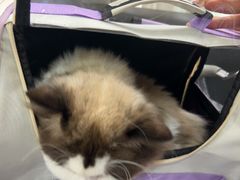 -谐和益家动物医院·免疫绝育·血液透析·宠保定点医院(高新伊藤分院)