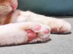 -CAT’S MEWSTAR CAFE·喵星球猫屋(晴湾咖啡店)
