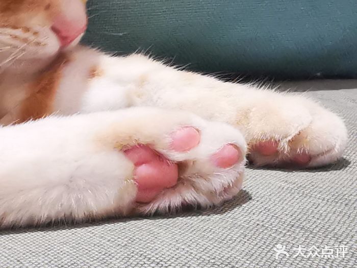 CAT’S MEWSTAR CAFE·喵星球猫屋(晴湾咖啡店)图片