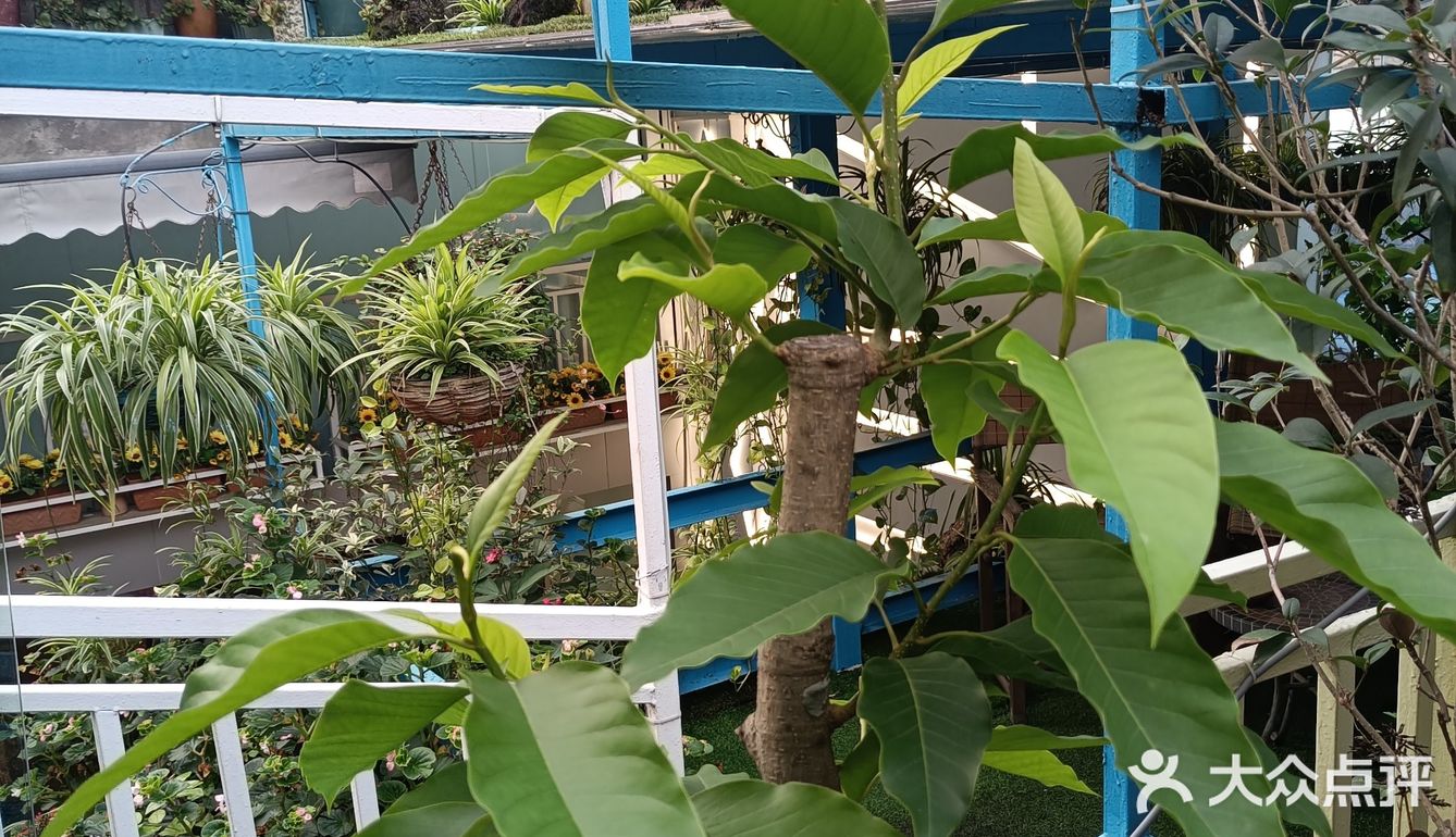 人在花间住人在草木中～咖啡馆里有个小小植物园