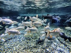 -成都浩海立方海洋公园