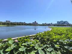 -莲花池公园