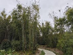 -开平碉楼文化旅游区马降龙景区