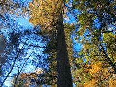 -五营红松林海景区