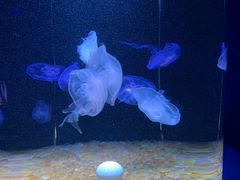 -欢乐海岸海洋奇梦馆