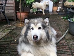 -more than meow吴止猫主题餐厅(承德 中船汇店)