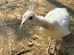 -合肥滨湖国家森林公园