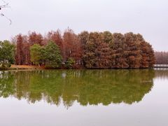 -上海海湾国家森林公园