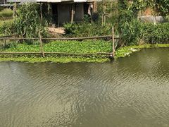 -马陆小张葡萄园农家乐