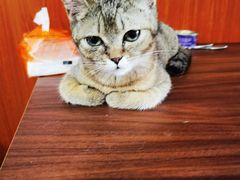 -楼上猫咖(罗湖店)