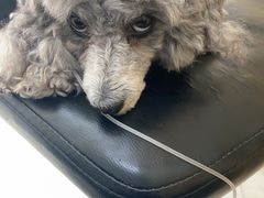 -美联众合动物医院·24h京西诊疗中心