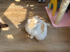 -MOCHA明星猫咖(田子坊店)
