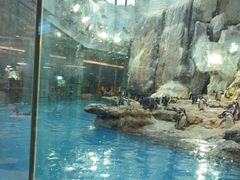 -帝企鹅自助餐厅•儿童岛•真企鹅(长隆企鹅酒店)