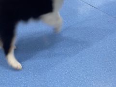 -天使宠物医院·犬猫分诊(彩虹店)