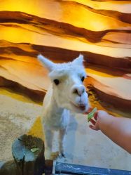 -酷嗒动物文化乐园(cutezoo西溪乐天城店)