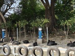 -广州长隆飞鸟乐园