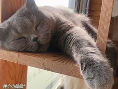 -猫的茶·猫咖