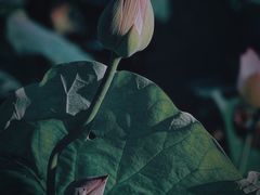 -厦门园林博览苑
