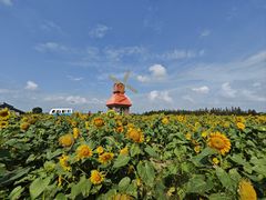 -杭州湾海上花田景区