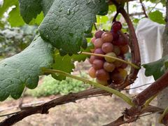 -马陆小张葡萄园农家乐