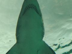 -瑞普利水族馆
