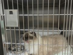 -中农大我爱我爱动物医院·核磁CT·猫病·24小时夜诊中心(石佛营店)
