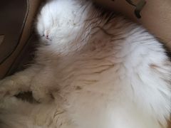 -猫和宫(六道口店)