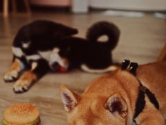 -浣熊柯尔鸭土拨鼠·电玩咖