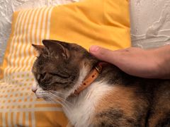 -Sirena海妖日咖夜酒