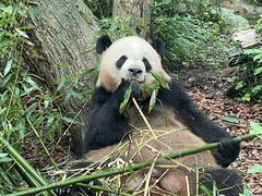 -成都动物园