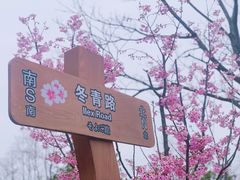 -顾村公园