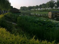 -白洋淀景区