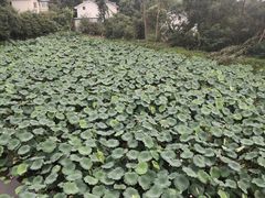 -白鹭湾湿地公园