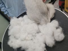 -四月宠物医院·猫专科·心脏专科·内科(转塘店)