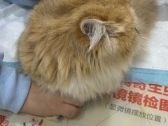 -四月宠物医院·猫专科·心脏专科·内科(转塘店)