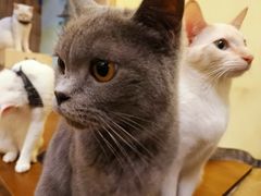 -猫色咖啡·猫咖