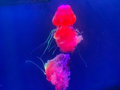 -海合安成都极地海洋公园