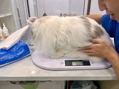 -老吴的猫·猫舍(新区店)