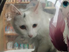 -宠颐生·恒爱宠物医院(静海店)