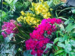 -新加坡植物园