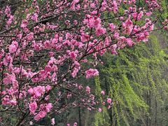 -常德桃花源景区