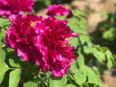 -合肥三国新城遗址公园